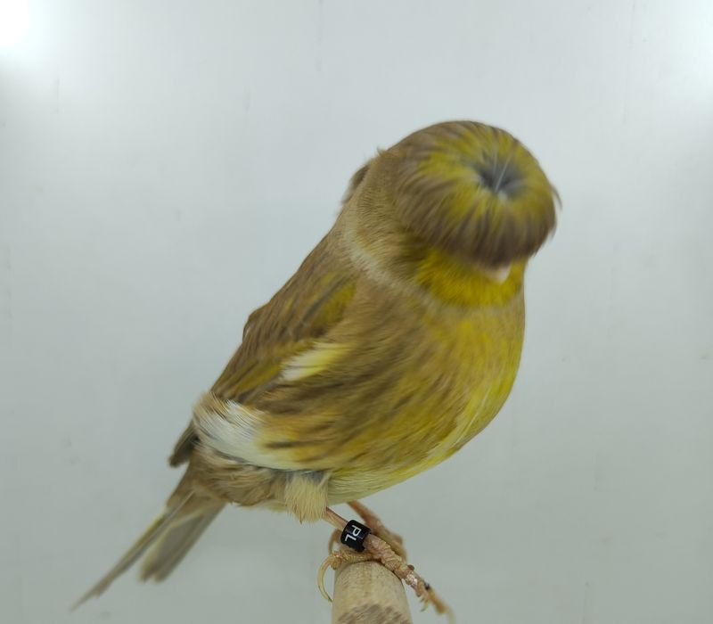 Kanarek kanarki gloster samica