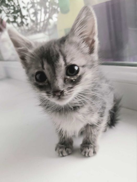 Братик та сестричка кошенята мріють знайти власну люблячу родину