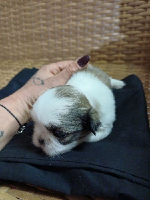 Oddam za darmo szczeniaki Pekińczyk