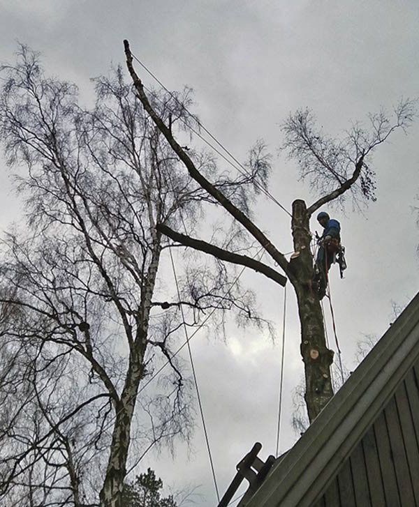 Арбористи Київ спил дерев зрізання дерев Зрізати дерево валка дерев