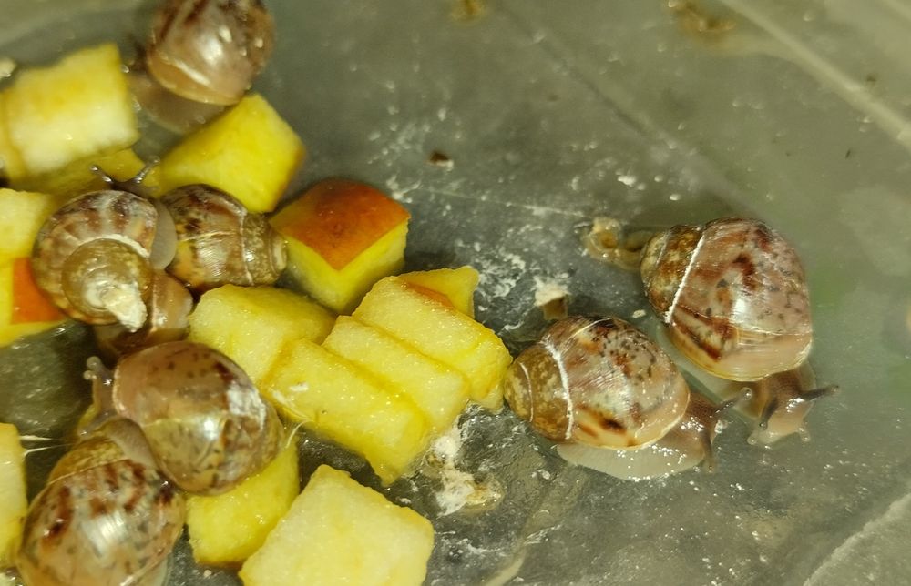 Улитки Ахатины 30 грн Нивки-Виноградарь