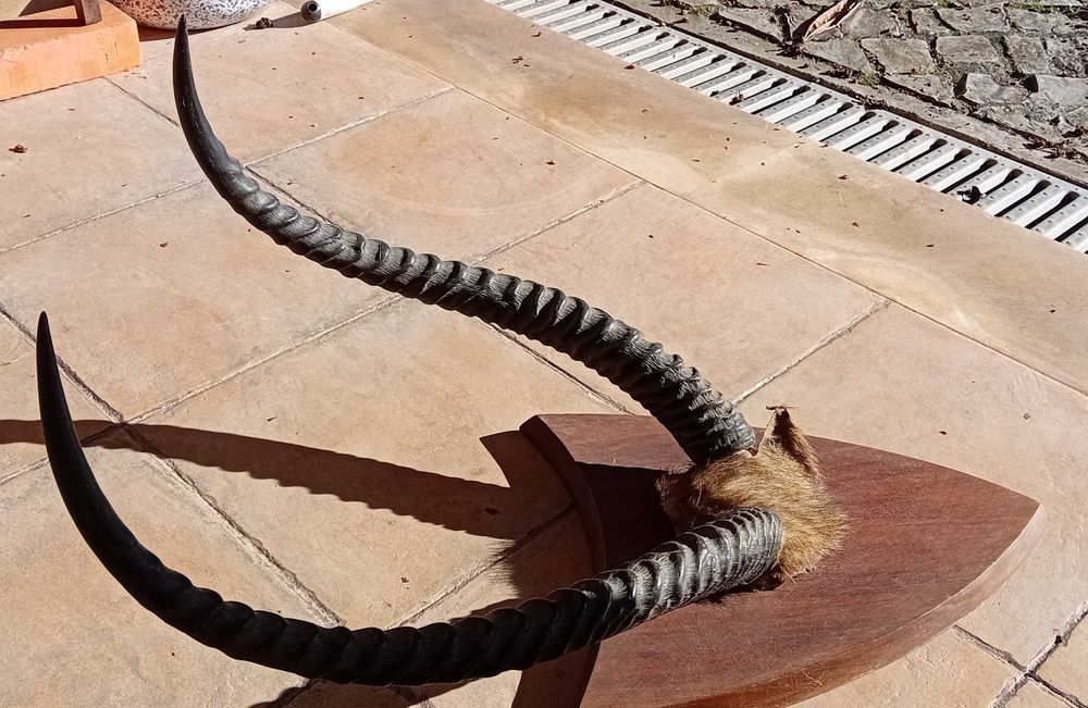 Hastes de Palanca Preta e de Songue ( Antílope) antigas