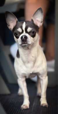 Reproduktor Hugo rasa: Chihuahua