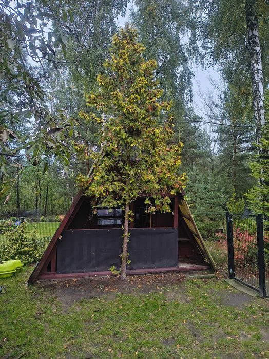 Domek Brda oddam za darmo