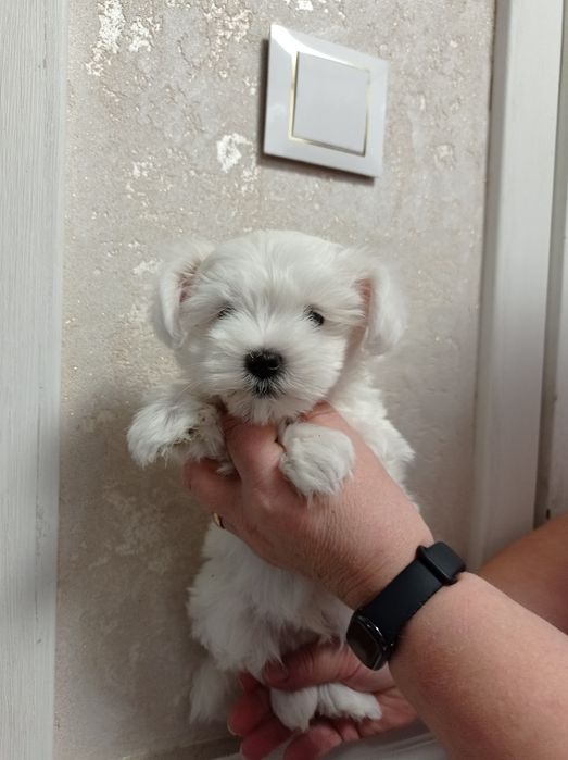 Maltańczyk maltańczyki piesek