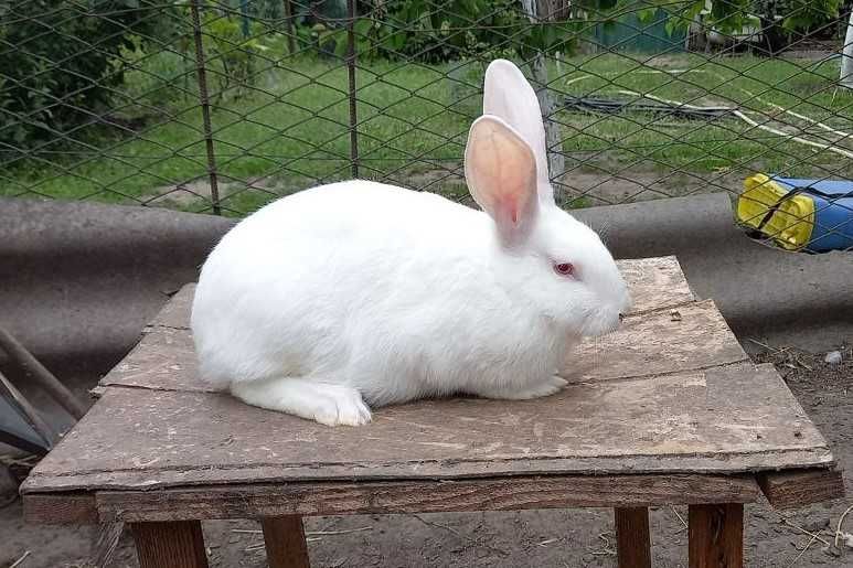 Продам племенні кролики, Термонська Біла