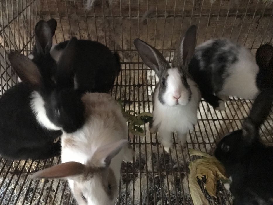 Coelhos Raça Grande