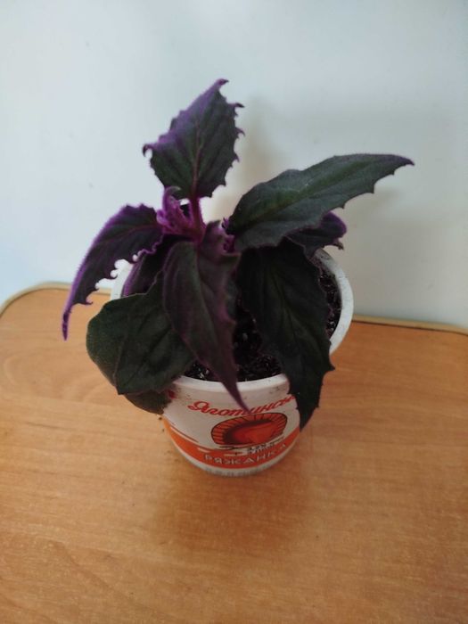 гинура или синяя птица .