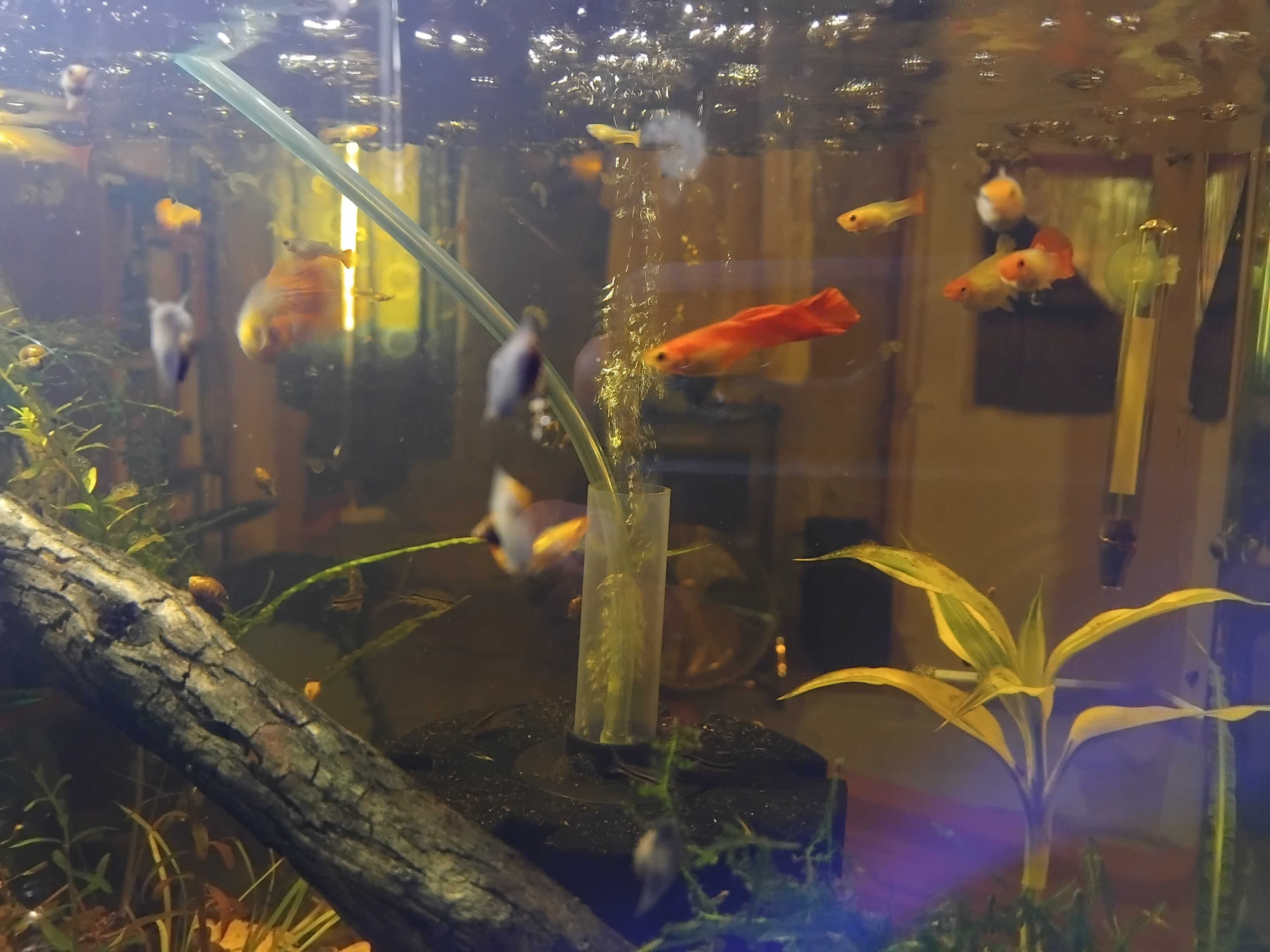 Mix de peixes y camaroes