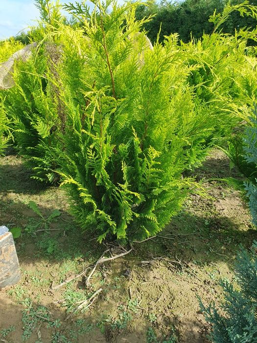Tuje cyprysik jałowce bonsai spirale