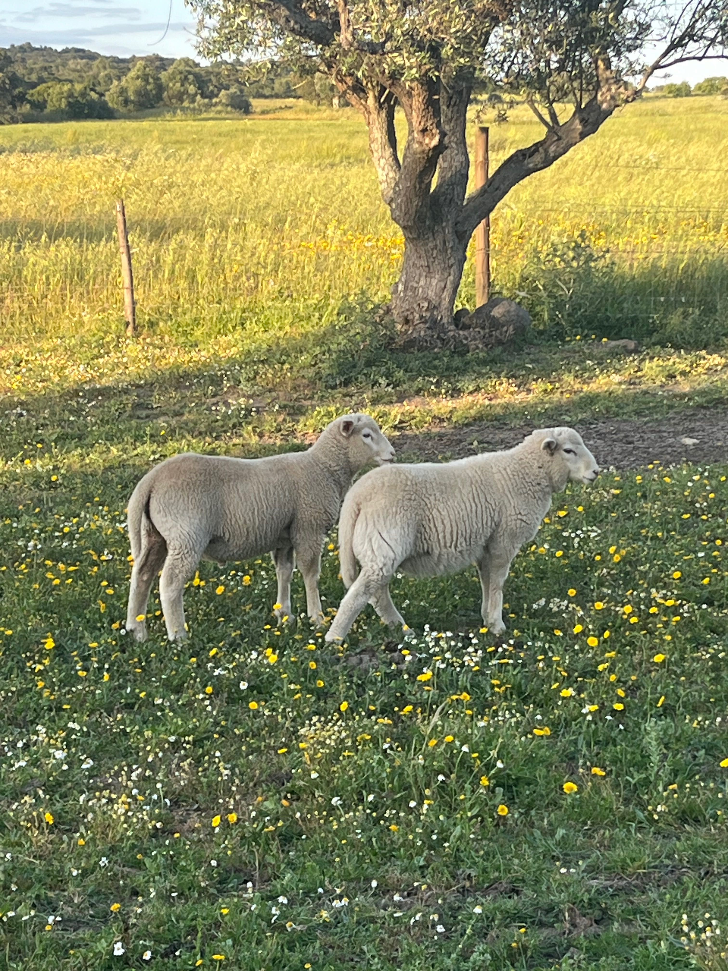 Borregos cruzados de merino