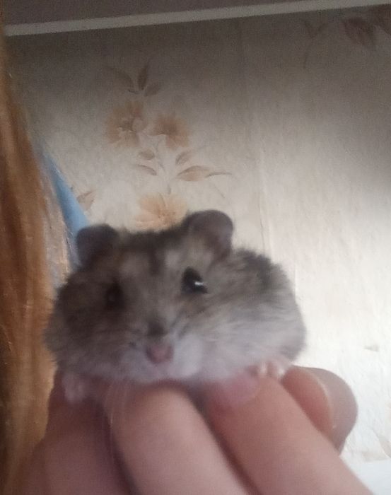 Хом'як джунгарік