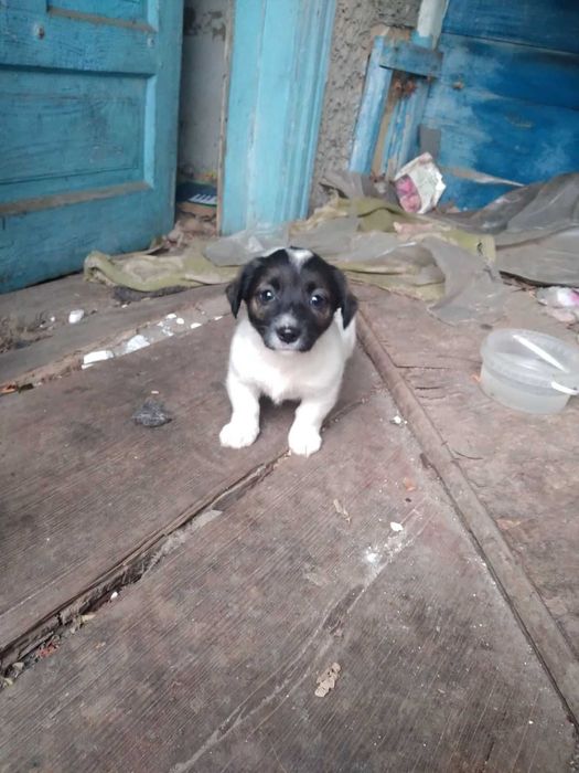 Предлагаются щенки