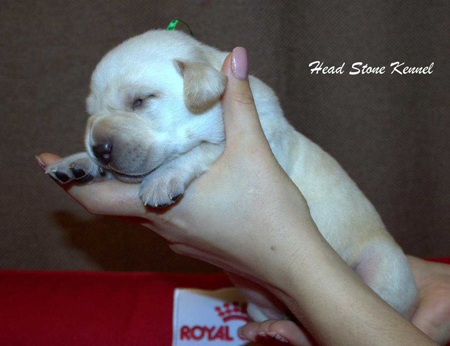 КСУ Лабрадор ретривер