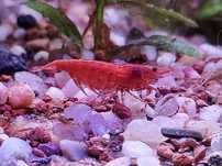 Krewetki Red Cherry