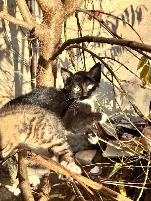 2 kocurki i jedna kotka szukaja domku za darmo