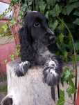 Piesek Cocker Spaniel
