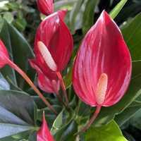 Антуріум Anthurium lilli red