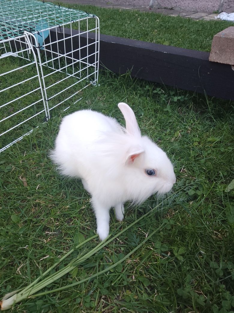 Królik miniaturka