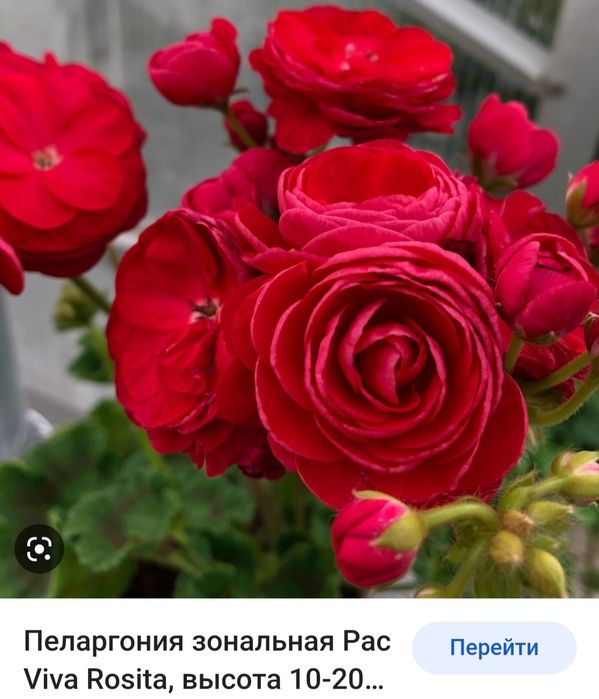 Пеларгонія ( тюльпанки, розебудки, ампель)