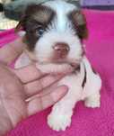 Yorkshire terrier biro