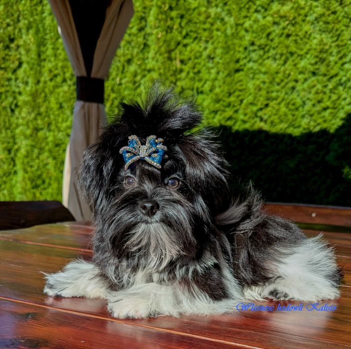 Yorkshire Terrier Piesek Biewer