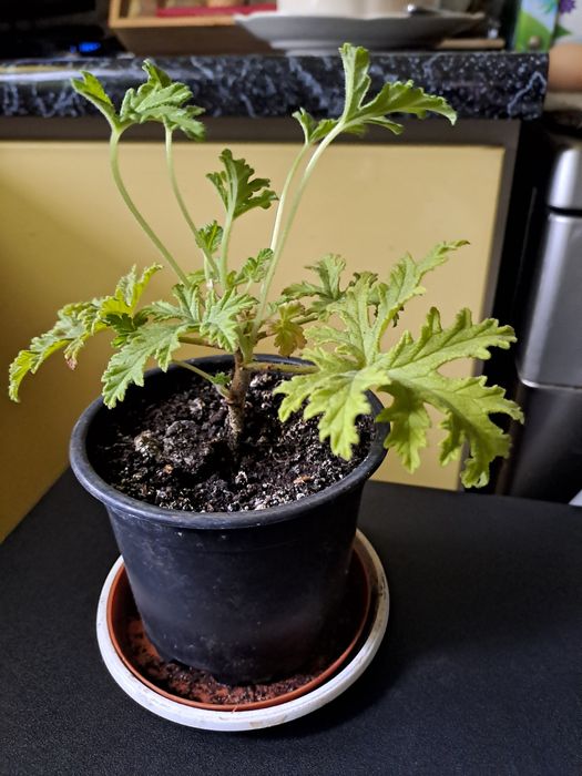 Geranium anginka odstrasza owady