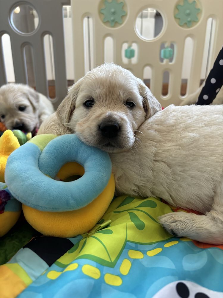 Golden Retriever ZKwP FCI - szczenię po Championach