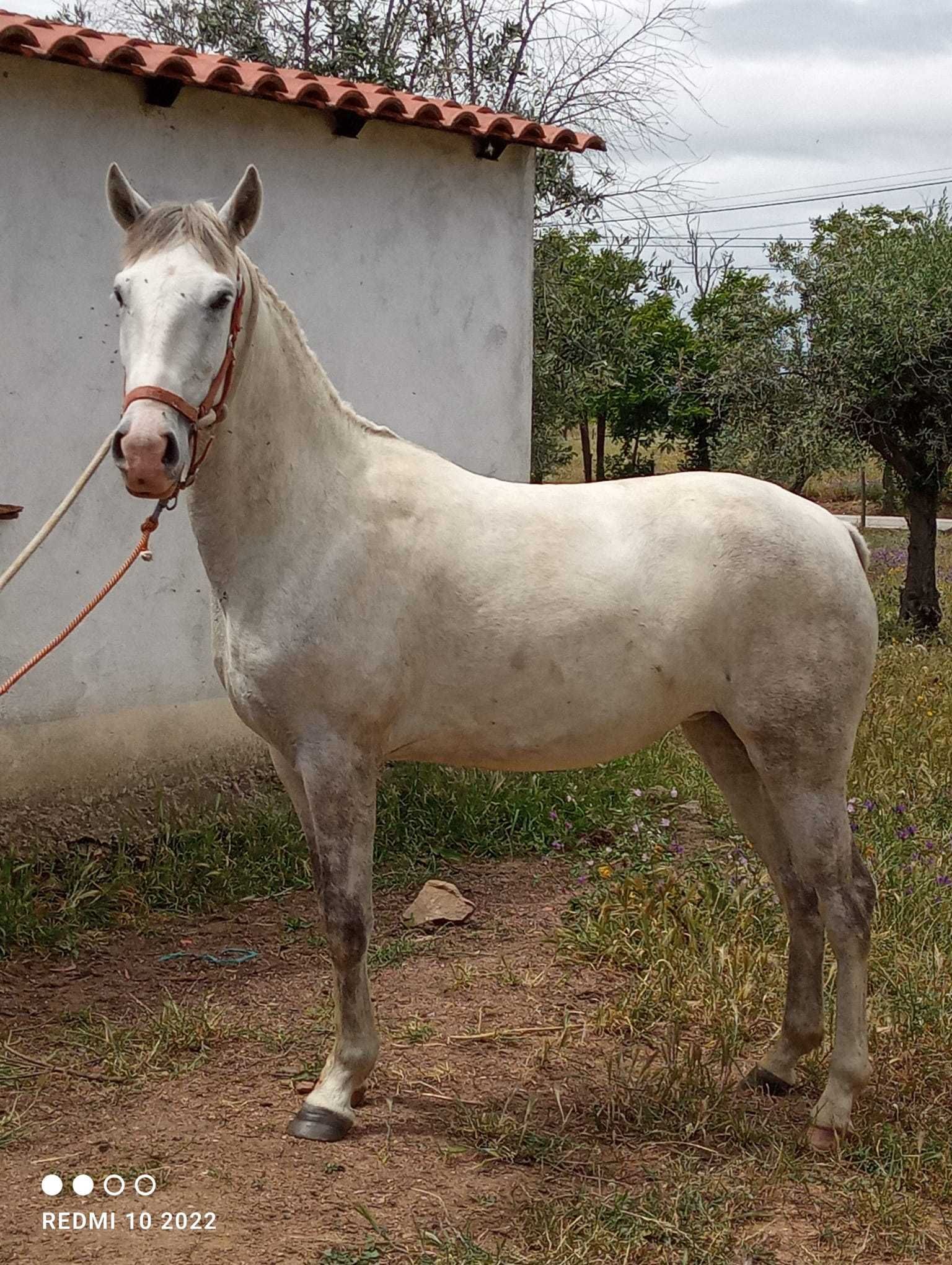 Poldra muito típica 3anos