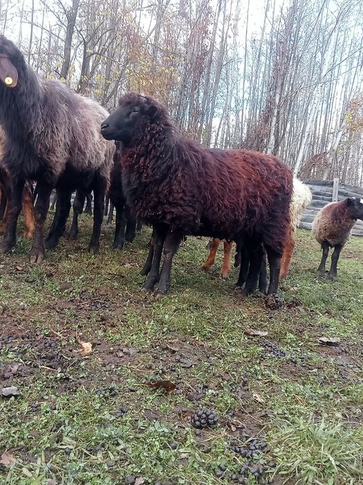 Продам баранів гиссар кросс допер  романівськіх