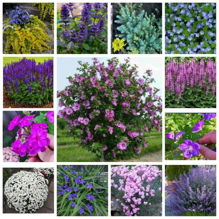 Котовник , шалфей ,, перовски,,акебия лапчатка , флокс глициния розы
