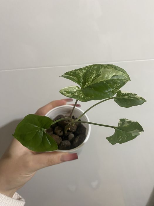 Syngonium emerald gem