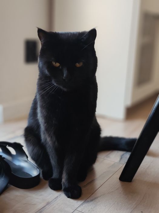 PILNE!!! Oddam koty w dobre rece PILNE!!!