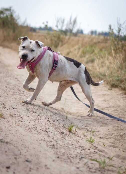 Porzucona i zaniedbana Lady szuka domku