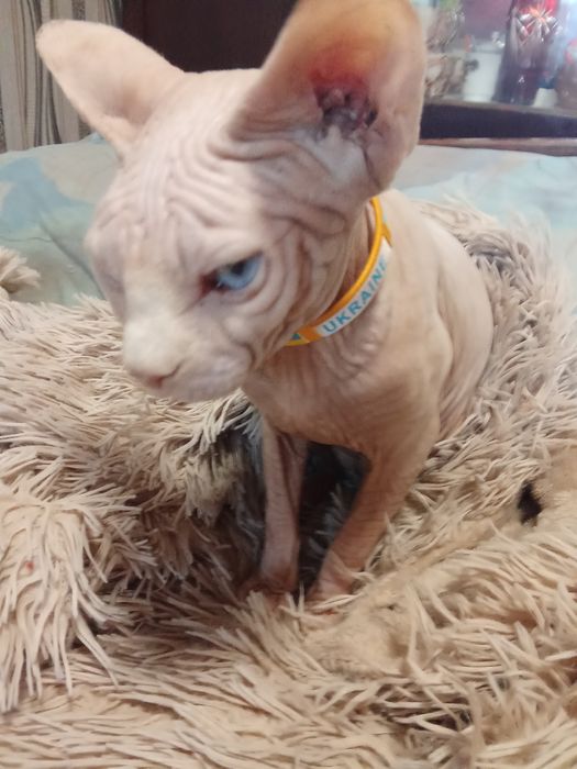 Канадский сфинкс