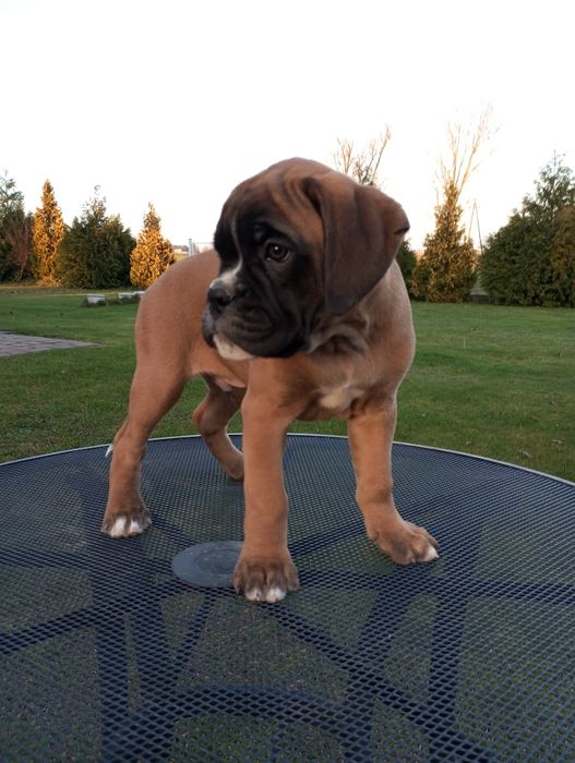 Bokser piesek samiec gotowy do odbioru