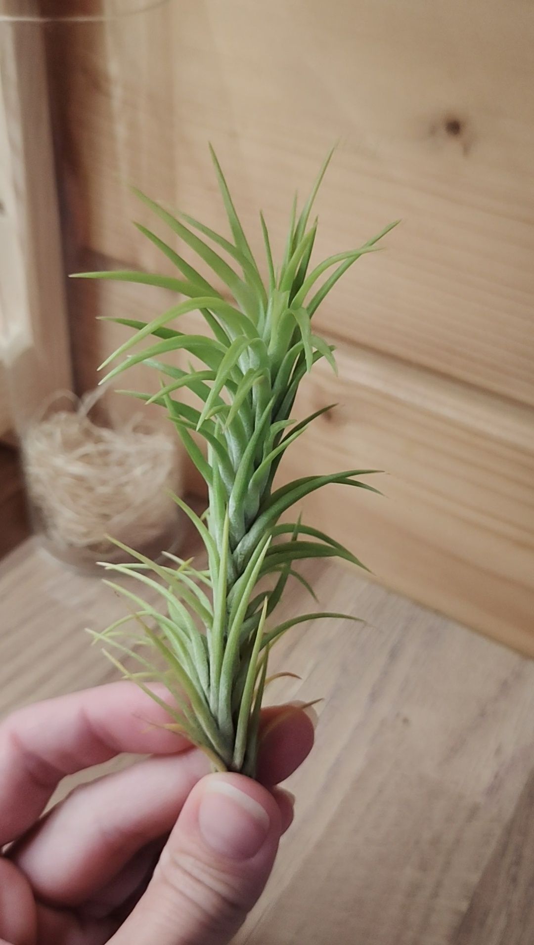 Tillandsia araujei oplątwa, rośliny powietrzne, air plants