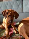 Rhodesian Ridgeback suczka bez pręgi szczeniak szczeniaczek puppy