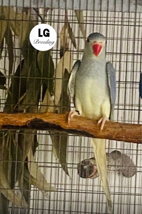 Ring Necks esmeraldas/cc bom preço