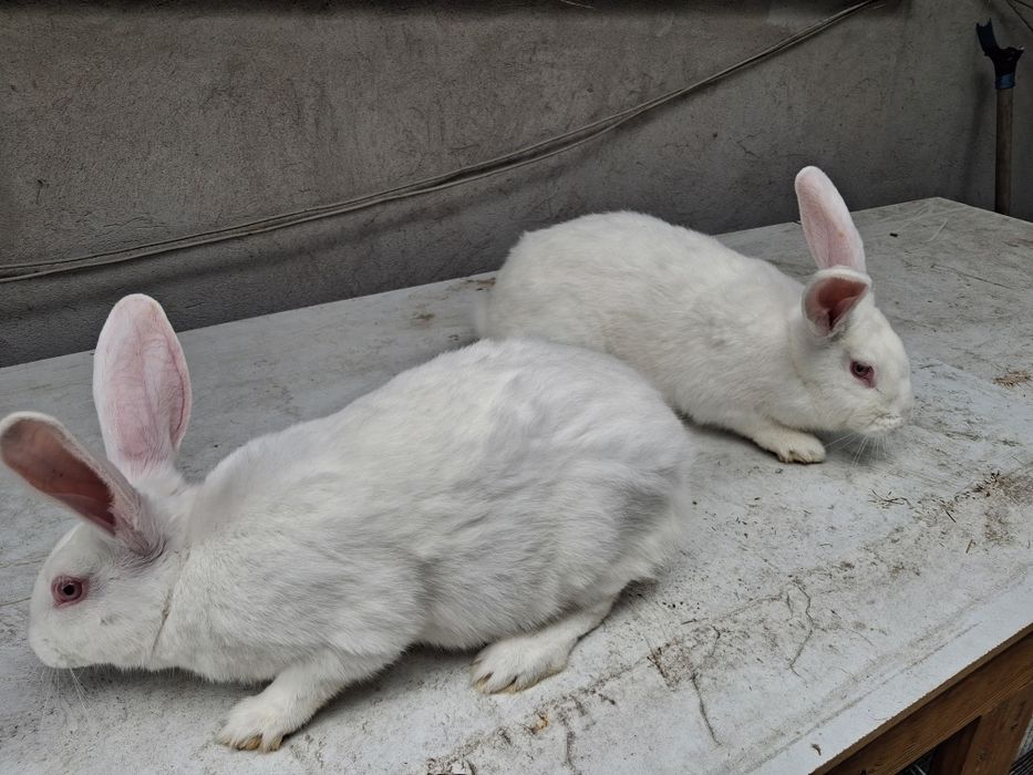 Termondzkie  mlode waga okolo 2kg