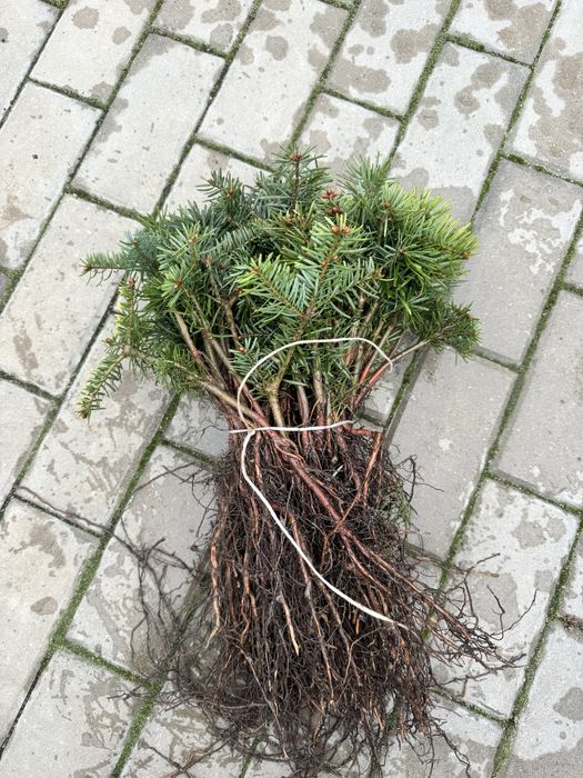 Jodła kaukaska na plantacje choinkowe