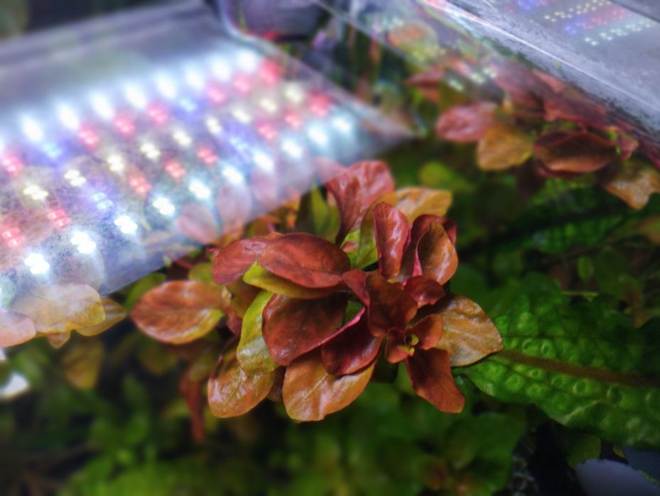 Ludwigia repens .