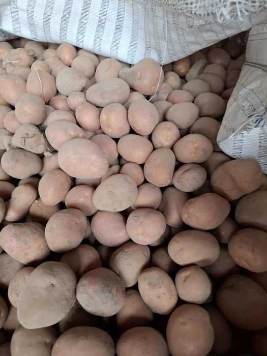 Ziemniaki paszowe odpadowe drobne 0.10gr