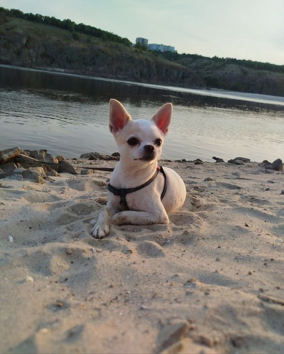 Хлопчик чихуахуа, шукає подружку для в'язки