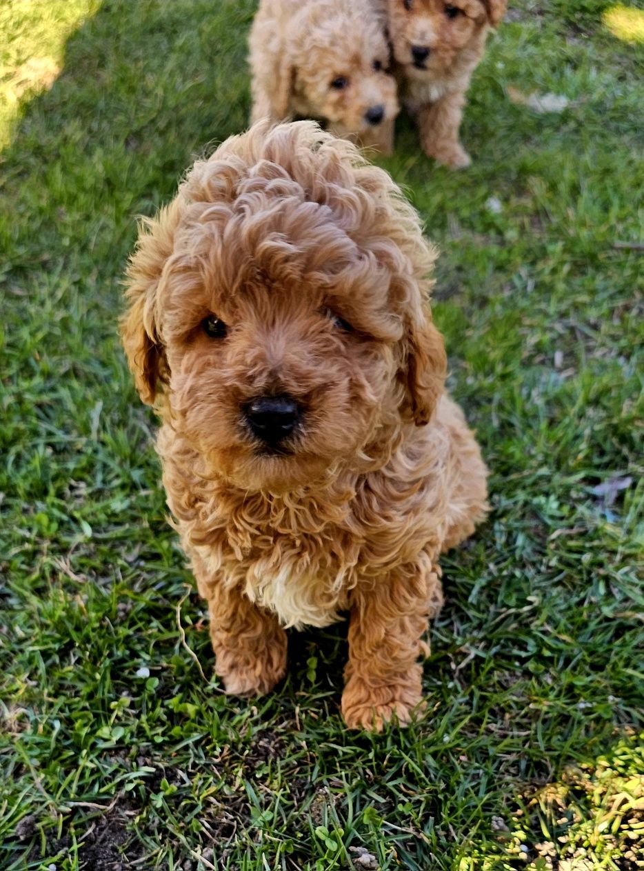 Bichpoo maltipoo piesek z Super Lokiem