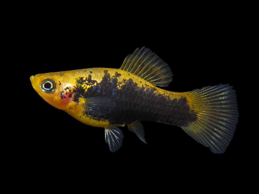 Zmienniak wielobarwny odmiana HAWAII - Xiphophorus variatus - dowóz
