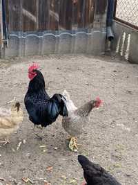 Kogut australorp z 2023 r