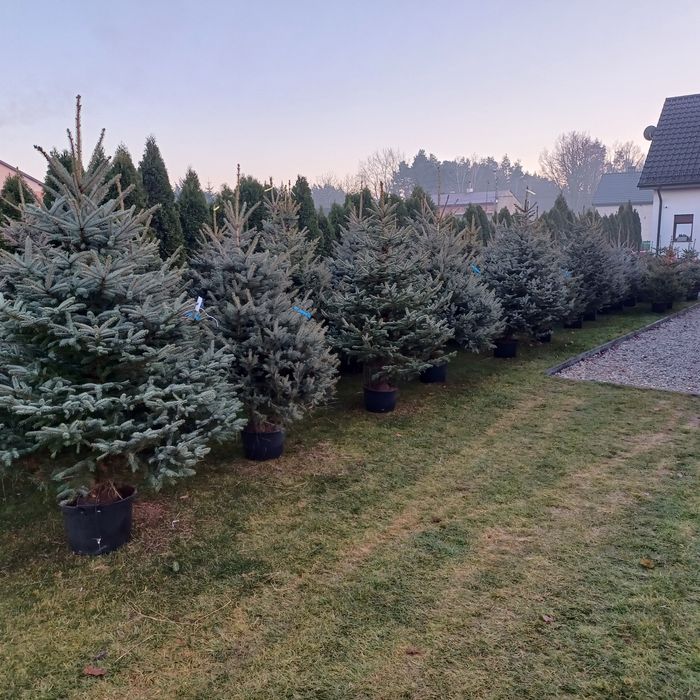 Choinki świerk jodła z dowozem