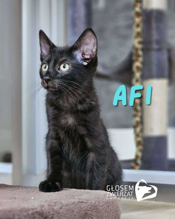 Ifi i Afi - małe kotki do adopcji