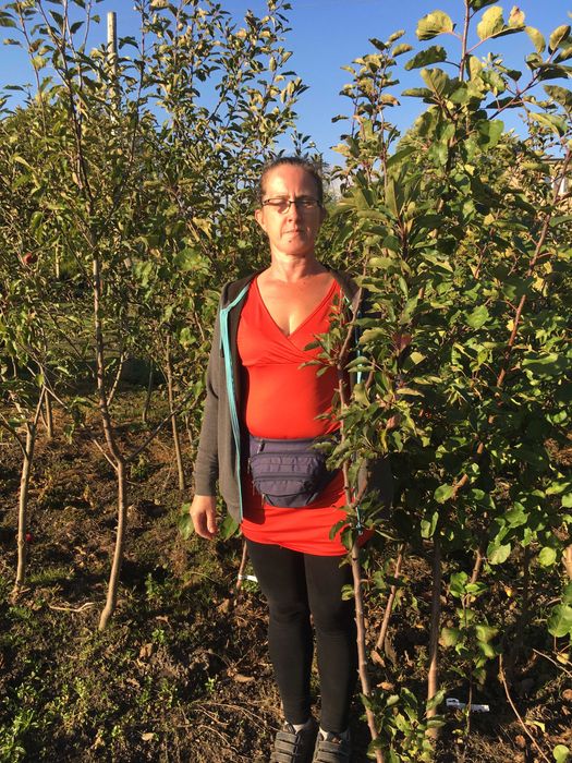 drzewka owocowe 2-3 letnie wyrosnięte